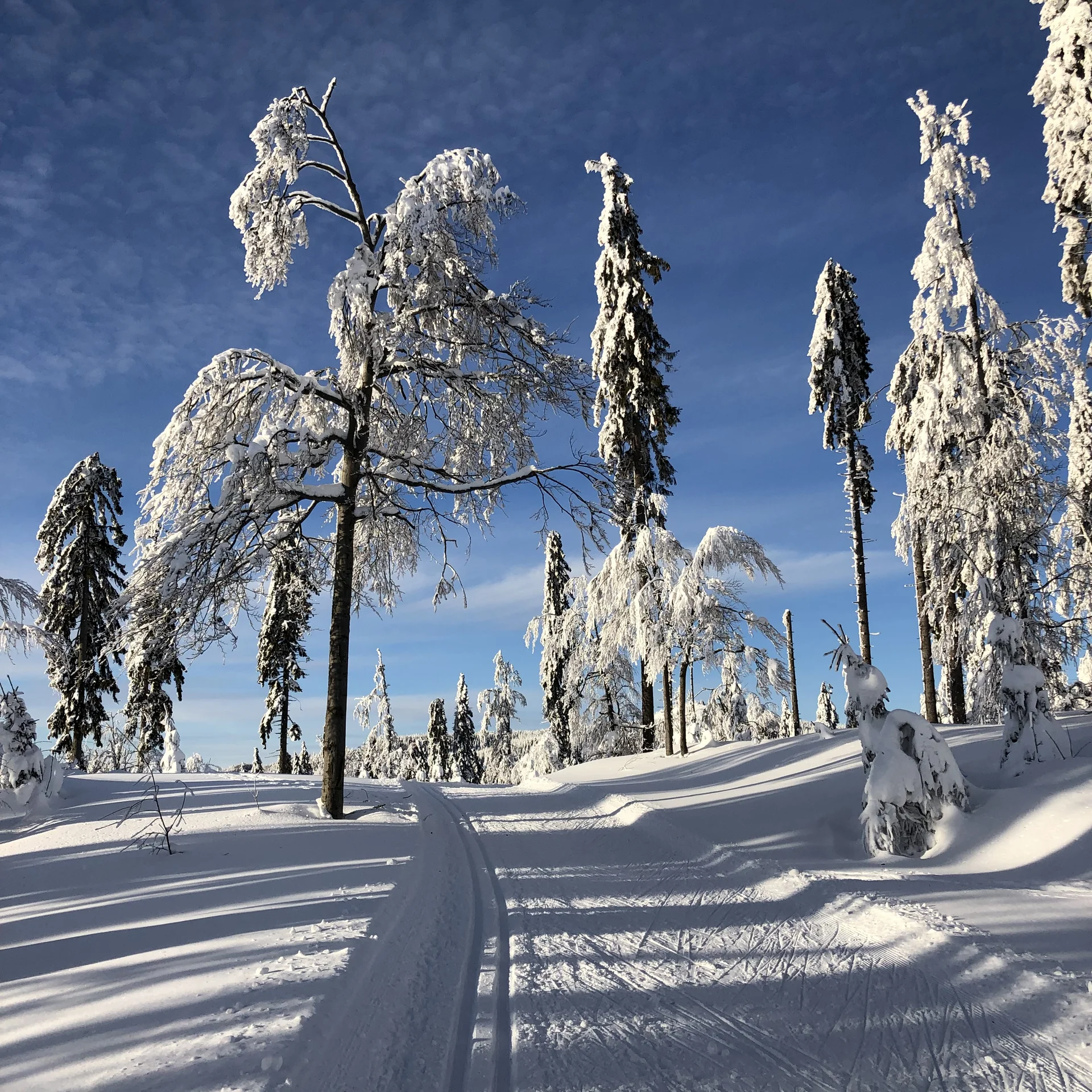 Verschneiter Wald mit Langlaufloipe unter blauem Himmel