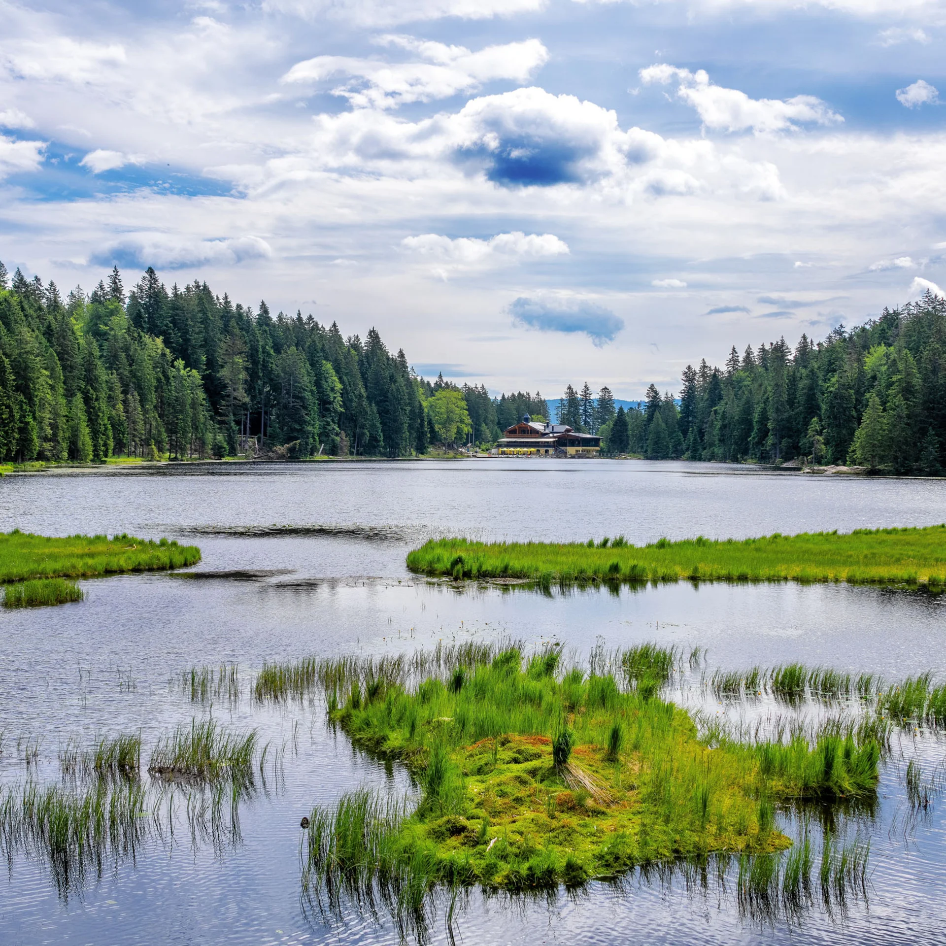 See mit Grasinseln und Wald im Hintergrund unter bewölktem Himmel