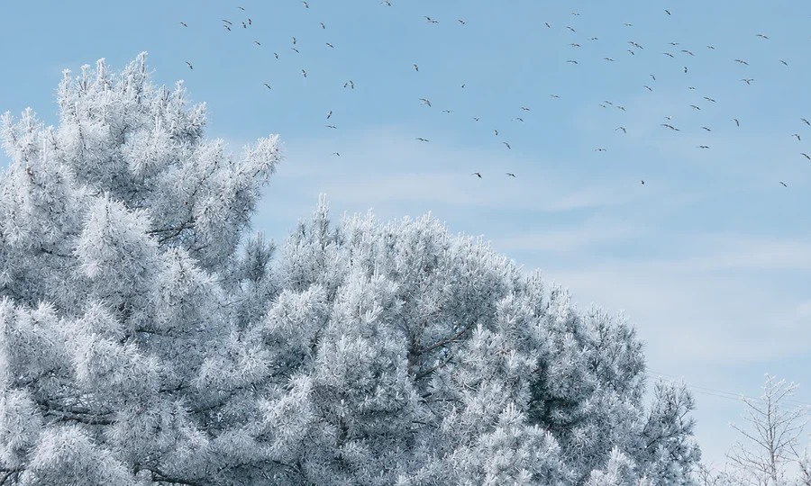 Verschneite Tannenbäume unter blauem Himmel mit fliegenden Vögeln