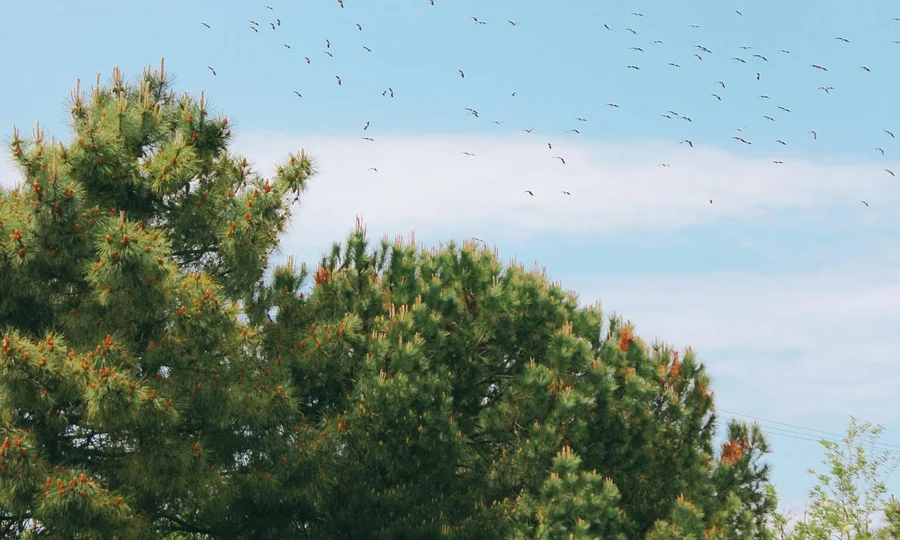 Kiefern mit grünen Nadeln unter blauem Himmel mit fliegenden Vögeln