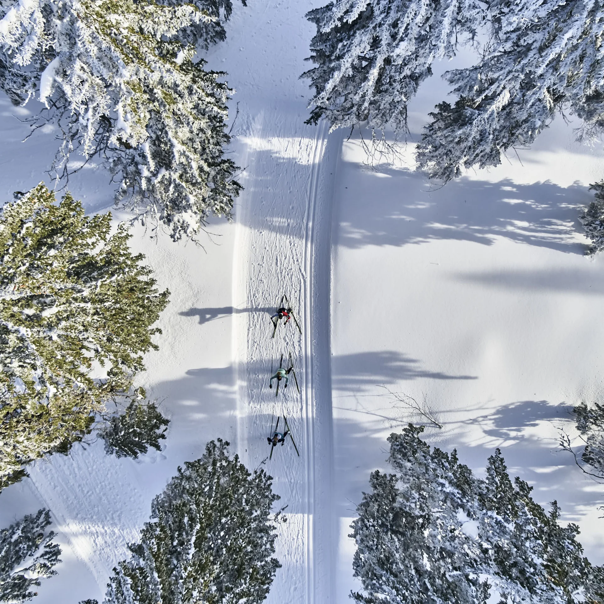 Drei Langläufer auf verschneiter Spur umgeben von schneebedeckten Bäumen