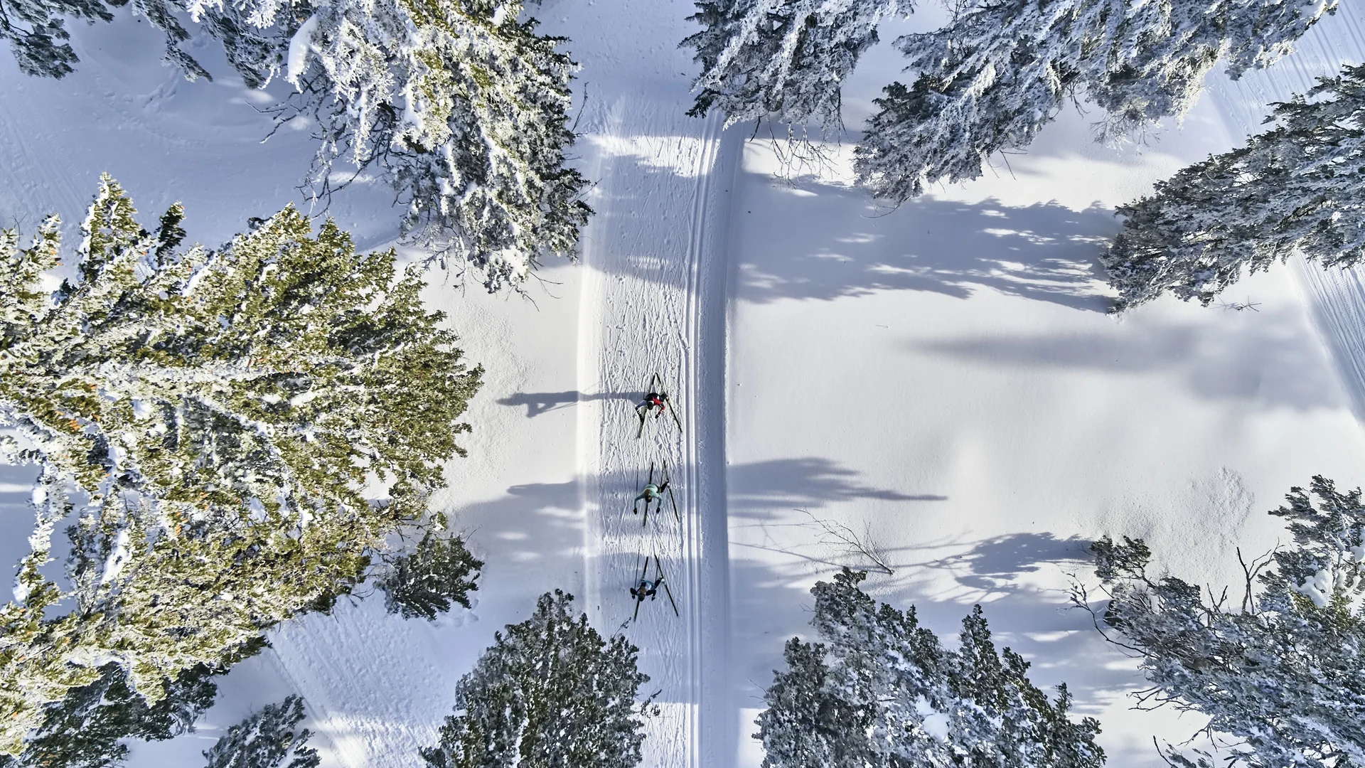 Cubea | Aktivurlaub in Bodenmais, der potenziert Drei Langläufer auf verschneiter Spur umgeben von schneebedeckten Bäumen