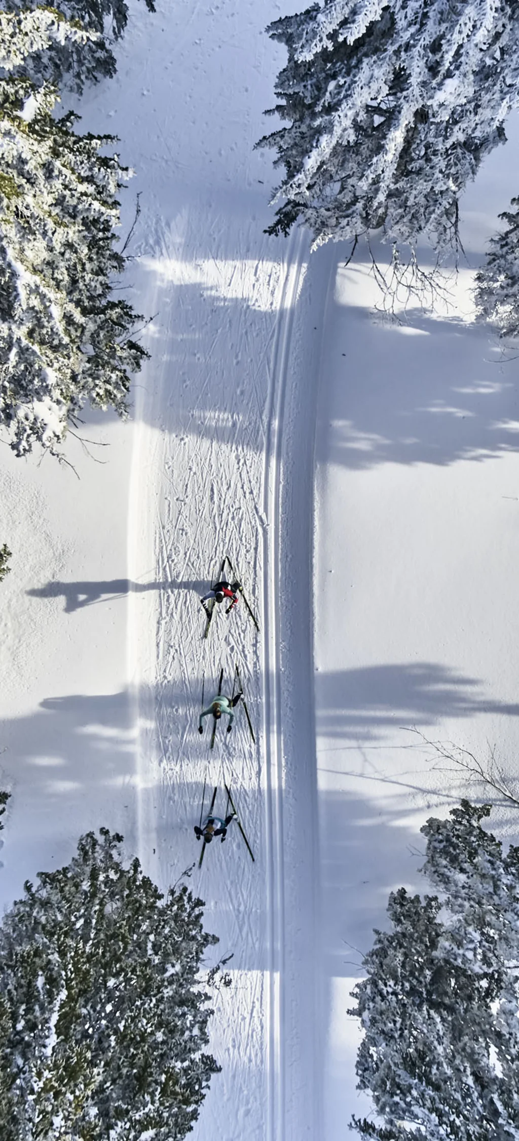 Drei Langläufer auf verschneiter Spur umgeben von schneebedeckten Bäumen