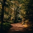 Waldweg mit Bäumen und Sonnenlicht im Herbst