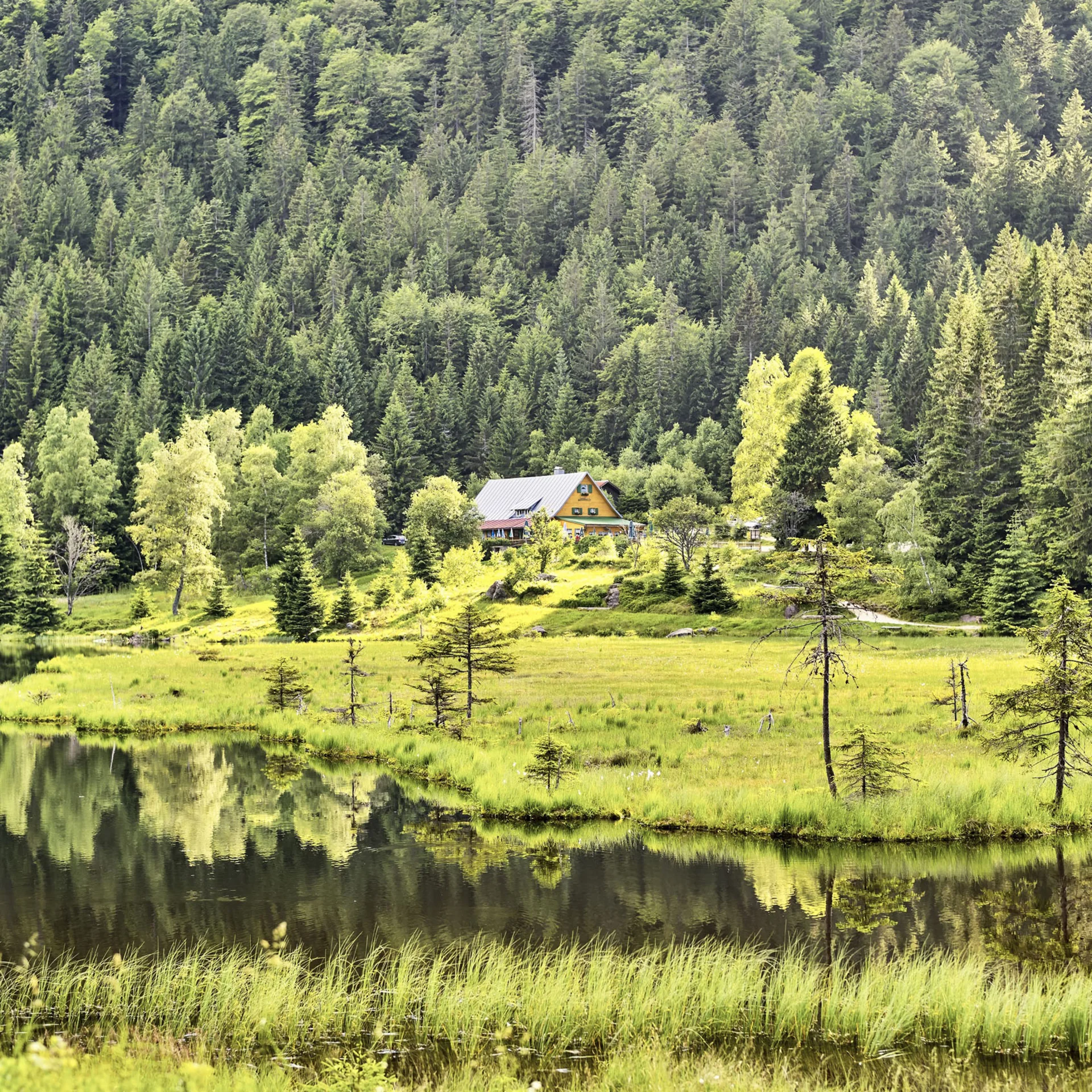 Haus am See mit Wald im Hintergrund und grüner Wiese im Vordergrund